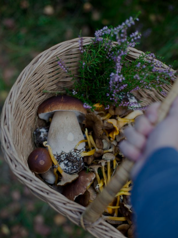 Wild Foraging & Cooking