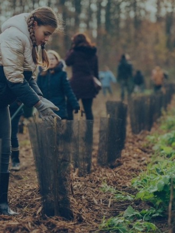 Forest Planting